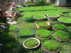 様々な資材を用いた苗箱