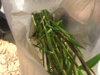 ラタンに似た植物の新芽(食用)