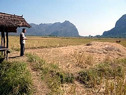 稲刈り後の田。灌漑がある村では12月に田植えとなる。