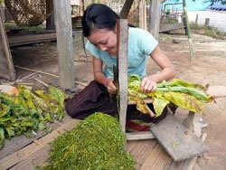 タバコを刻む女性