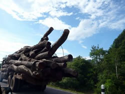 毎日のように搬出されていく材木