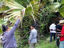 数十年経って成長したラタンを見上げる