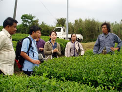 無農薬紅茶を栽培する天野さんの茶園訪問。「虫は出ないのか」など、活発な質疑。