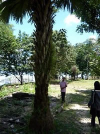 もうすぐ沈む実がなる木