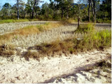 田んぼの土は白砂のよう。このため、収量が低い