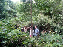 7年も経つと、緑濃き森となる。外皮の採取は7年目から可能