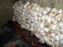 キノコ栽培小屋の中