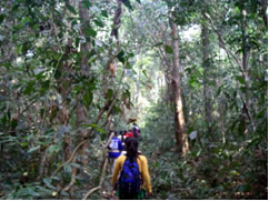 南部の村人が実践している林産物栽培を見学する