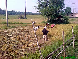 森林チームとアドミニ担当のスタッフが、農業チームが中心に進めているSRI試験田での稲刈りに参加した。