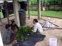 果樹栽培のための液肥を作る女性たち