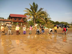 一列に並んだ幼苗１本植えの田植え風景