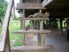 ニャーオって鳴いてない？