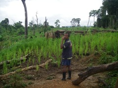 陸稲を前にダンディーな村人