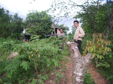 いつかは大木に？