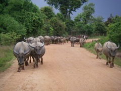 群れで見ると迫力だが、性質は大人しい