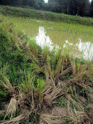 畦道に置かれた苗たち