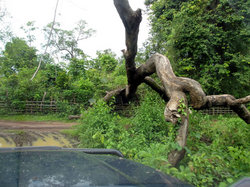 行く手を阻む倒木