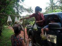 「道端の駅」でマンゴーを買うJVCスタッフ