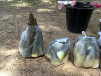 掘りたての旬のタケノコ