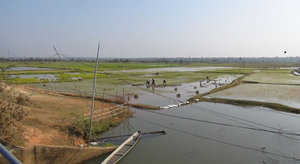 広がる乾期作の灌漑水田