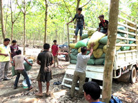 精米所から大型トラックで運べるところまで運び、小型トラクターに積み替えるところ