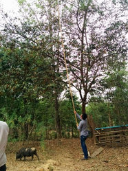 棒で実を採るスタッフ