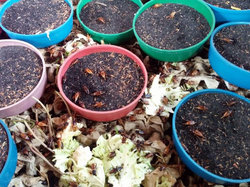 コオロギ養殖の様子