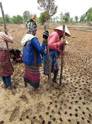 棒で植え穴を作っている様子