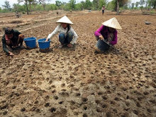 開けた穴の中に種を落としている様子