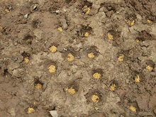 植え穴の中の様子