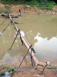 この犬は渡ったのでしょうか？