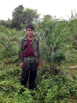 ラタン栽培名人Tさんと彼のラタン