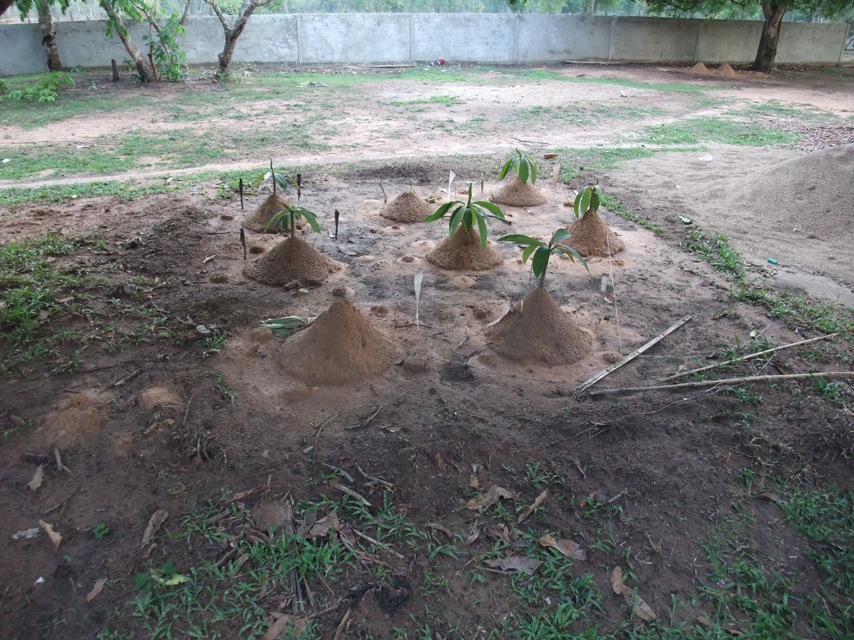 飾りつけは地方によって様々だとか