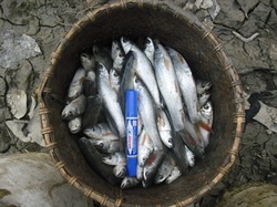 なかなかいい形の魚です