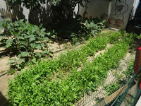 ガザ市内の小さなNGOで作っていた野菜畑。地元の女性ボランティアたちがこの野菜を使って、貧困家庭や孤児向けの食事を作っていた。このNGOでの被害はまだ確認できていない。(2014年5月19日)今野撮影