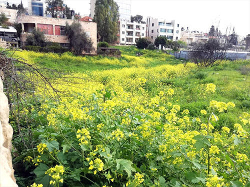 事務所近くの空き地では春の花が満開の時期を迎えています