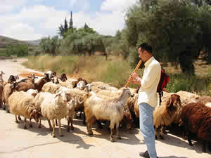 羊と対話する井下医師。のどかに見えても羊も大変だ