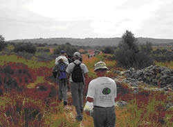 どこまでも続くオリーブ畑