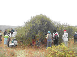 オリーブの木囲む老若男女