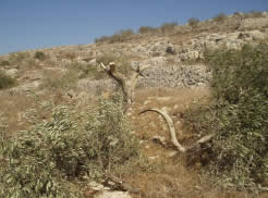 切り倒されたオリーブの木