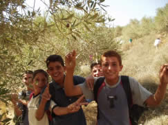 オリーブ摘みを手伝う村の子ども達