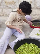 オリーブの漬物作り