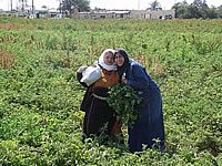 畑で野菜をもらってご機嫌の女性達