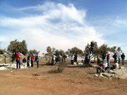 オリーブの木々は秋の空によく映える