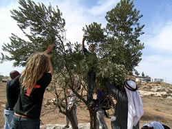 木の向こうには入植地