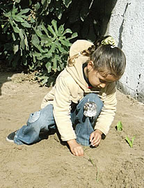 1人づつ順番に植えてます。 