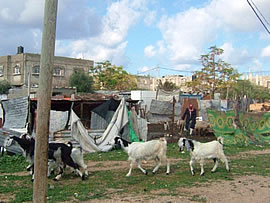 ヤギやニワトリなどはあちこちで見かける