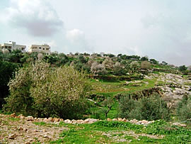  ■山桜のようなアーモンドの花は、春の訪れの合図