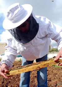 女王蜂がいるかチェック。