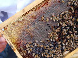 箱の中ではこのフレームにびっしり、蜂が集まって働いている。新鮮なハチミツはおいしかった！